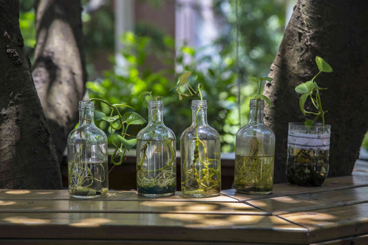 How to Create a Calming Desk Terrarium for Work or Study