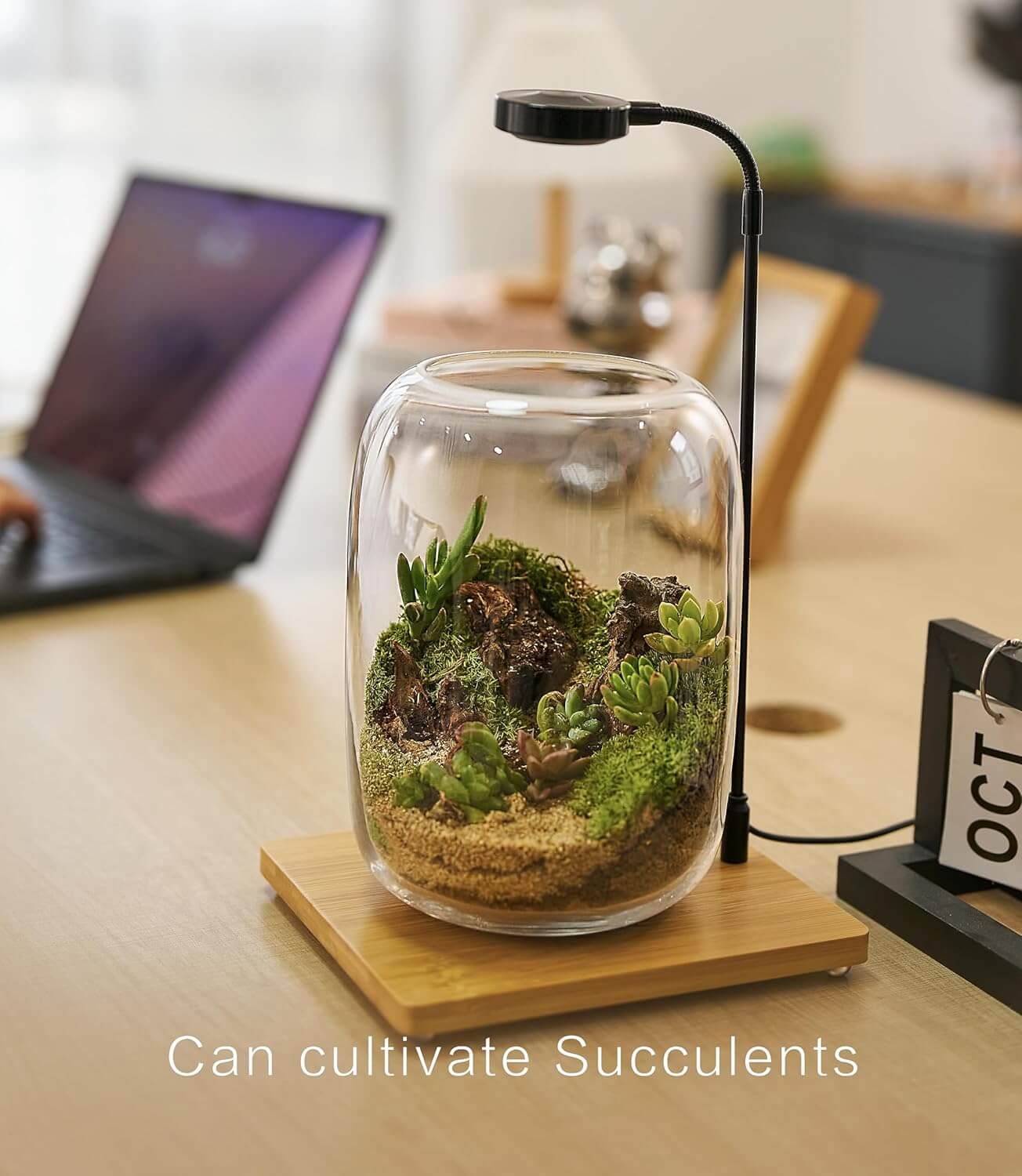 Terrarium Kit with Live Moss â All-In-One Starter Set