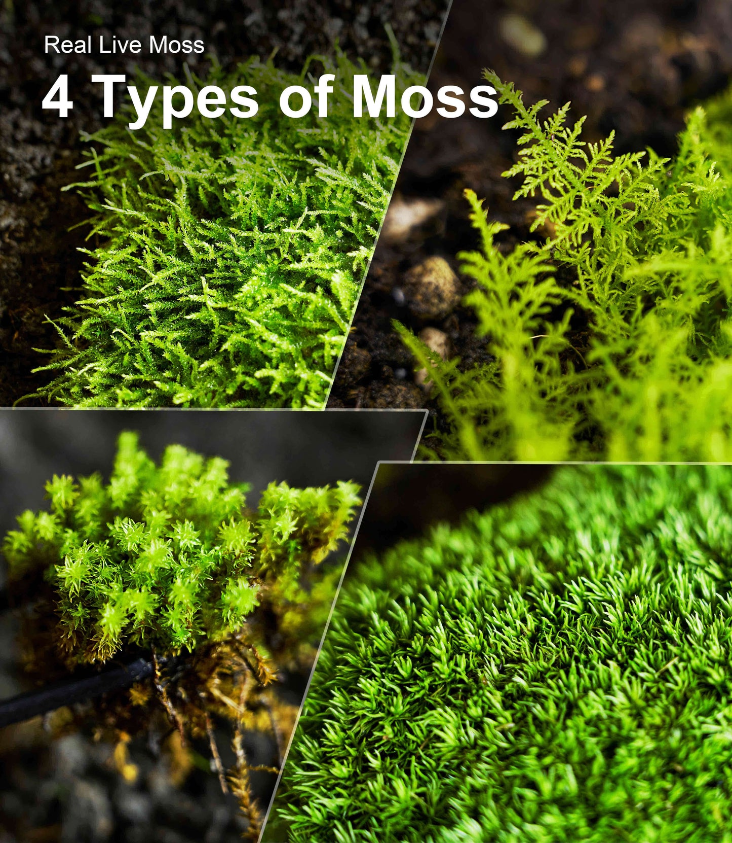 Live Moss 4-Pack – Mixed Moss for Potted Plants, Soil Cover, Succulents, Bonsai & Indoor Greenery Decor – Real Living Moss (Each 3.5"x7")