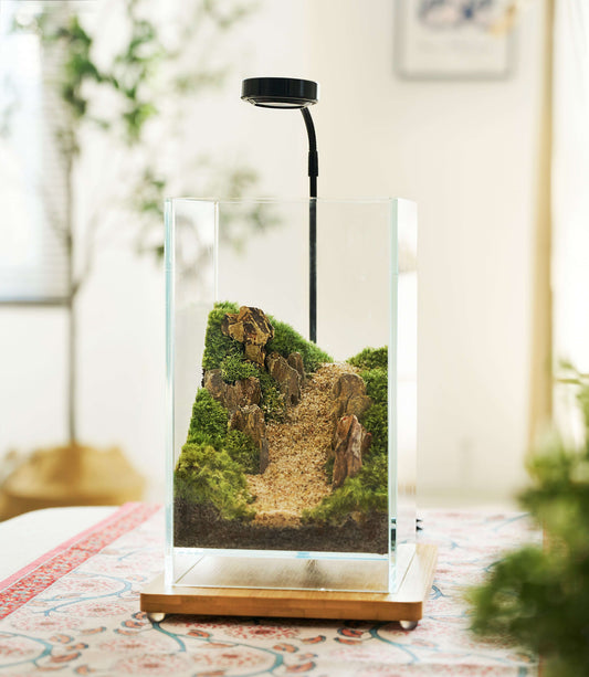 IcaTerra Square Terrarium Kit β Modern Cube DIY Kit with Live Moss, Stones, and Tools for Creative Indoor Gardening