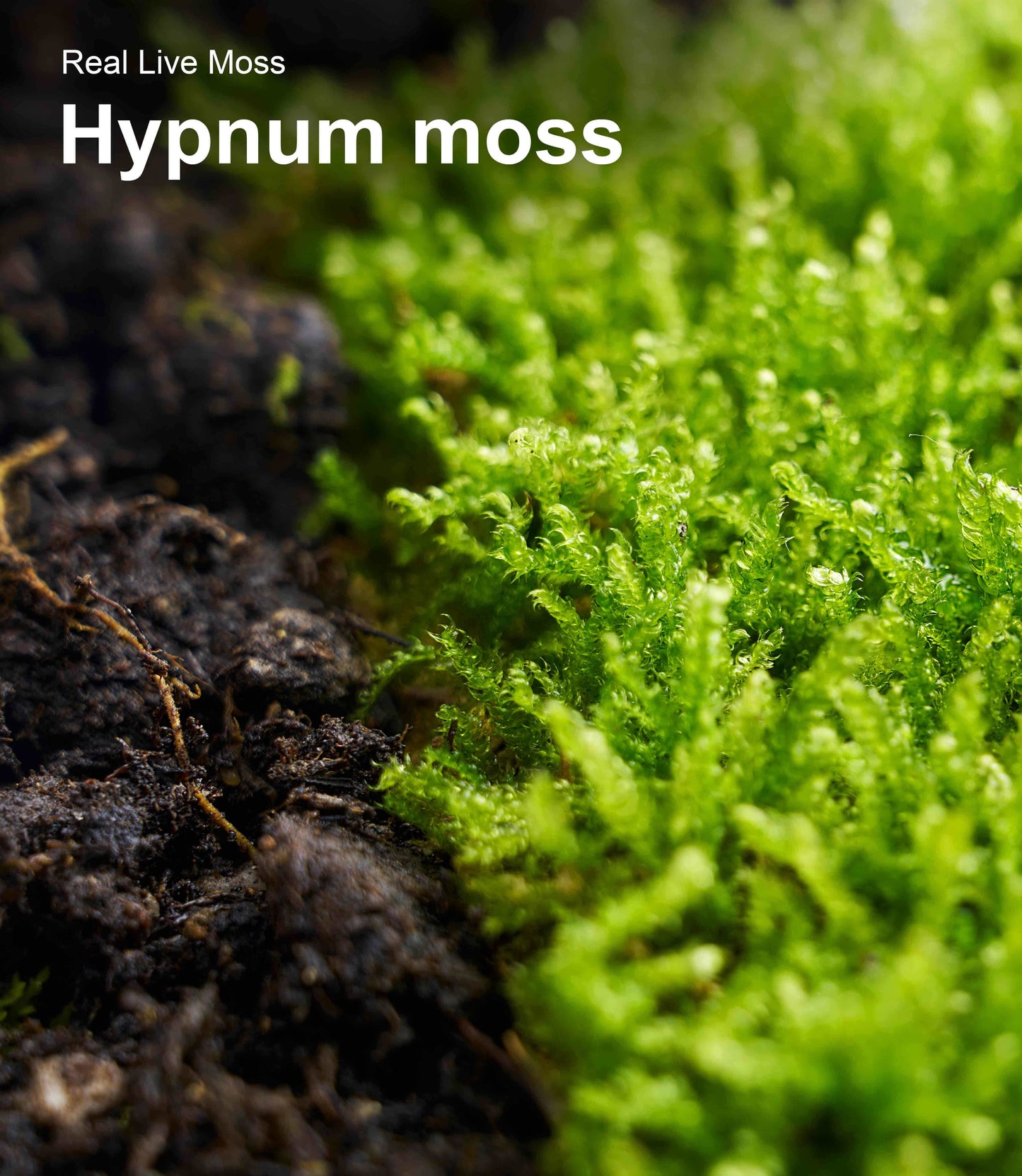Live Moss – Hypnum Moss (3 Sheets, Each Approx. 3.5"x7") for Terrariums, Fairy Gardens, Bonsai & Natural Plant Decor – Naturally Grown, Reusable, Not Artificial