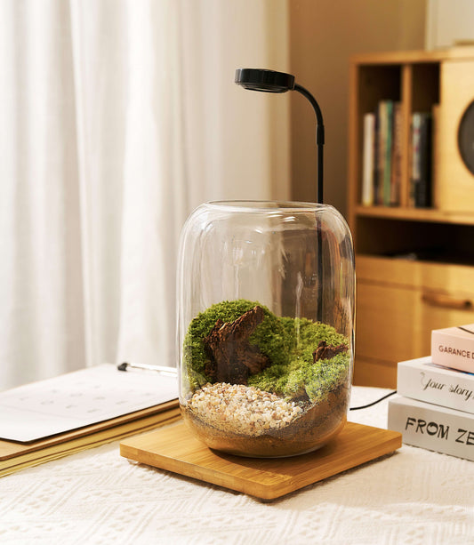 IcaArbor – Oval Glass Terrarium Kit – DIY Terrarium Kit with Live Moss and Accessories