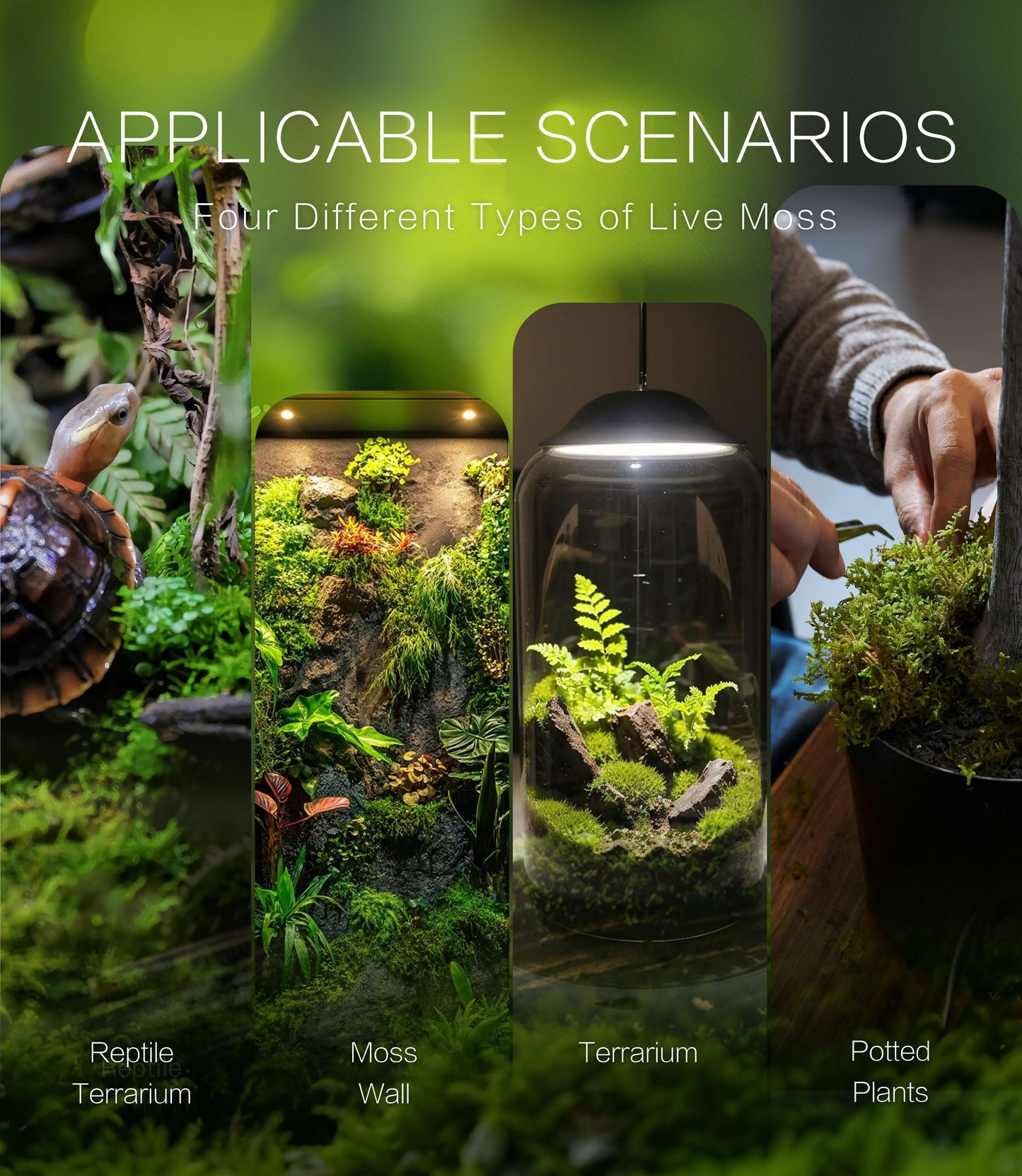 Live Moss Trio – Set of 3 Fresh Moss Varieties for DIY Terrariums, Bonsai, and Natural Home Décor