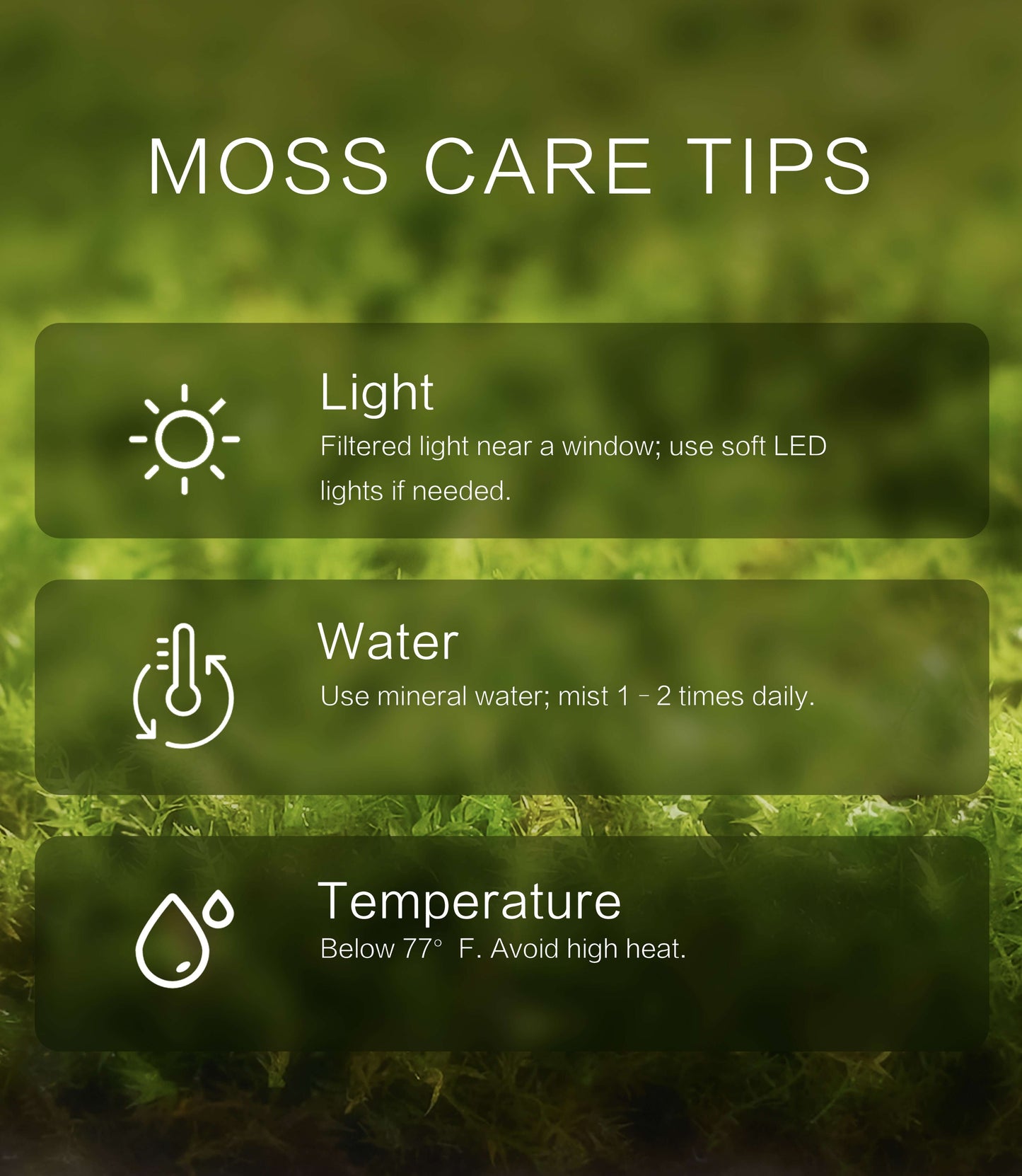Eurohypnum leptothallum – Compact, Low-Growing Moss Ideal for Terrariums, Bonsai, and Moss Trays