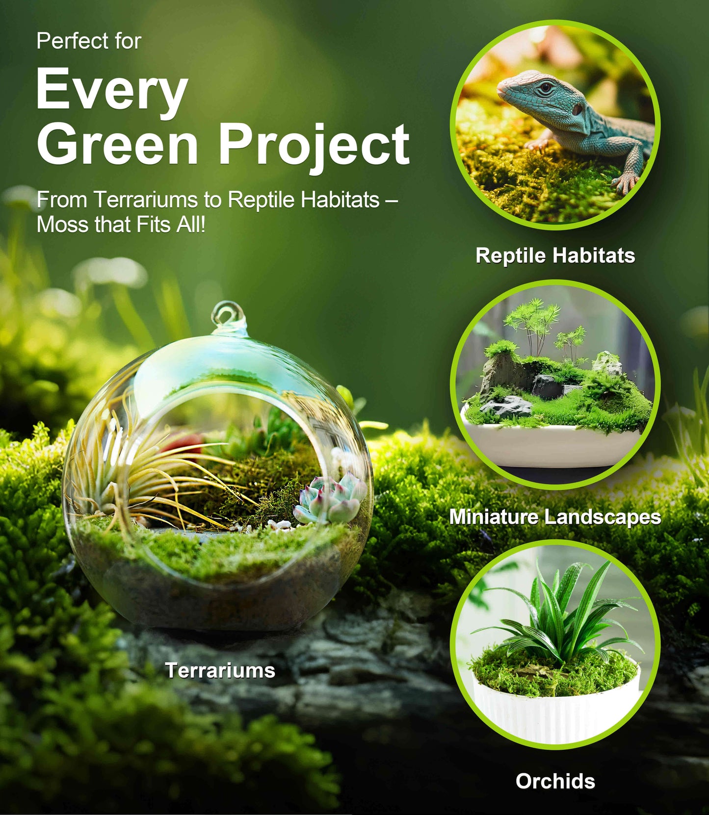 Live Moss – Hypnum Moss (3 Sheets, Each Approx. 3.5"x7") for Terrariums, Fairy Gardens, Bonsai & Natural Plant Decor – Naturally Grown, Reusable, Not Artificial