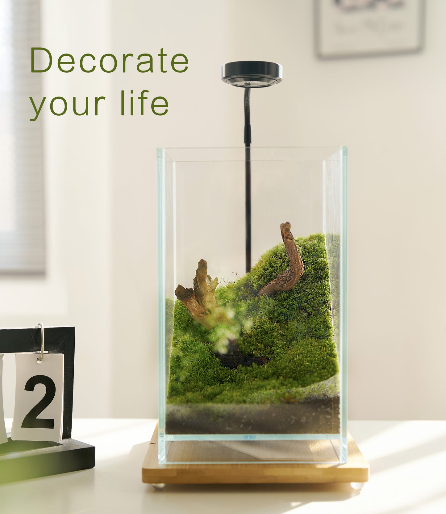 IcaTerra Square Terrarium Kit – Modern Cube DIY Kit with Live Moss, Stones, and Tools for Creative Indoor Gardening