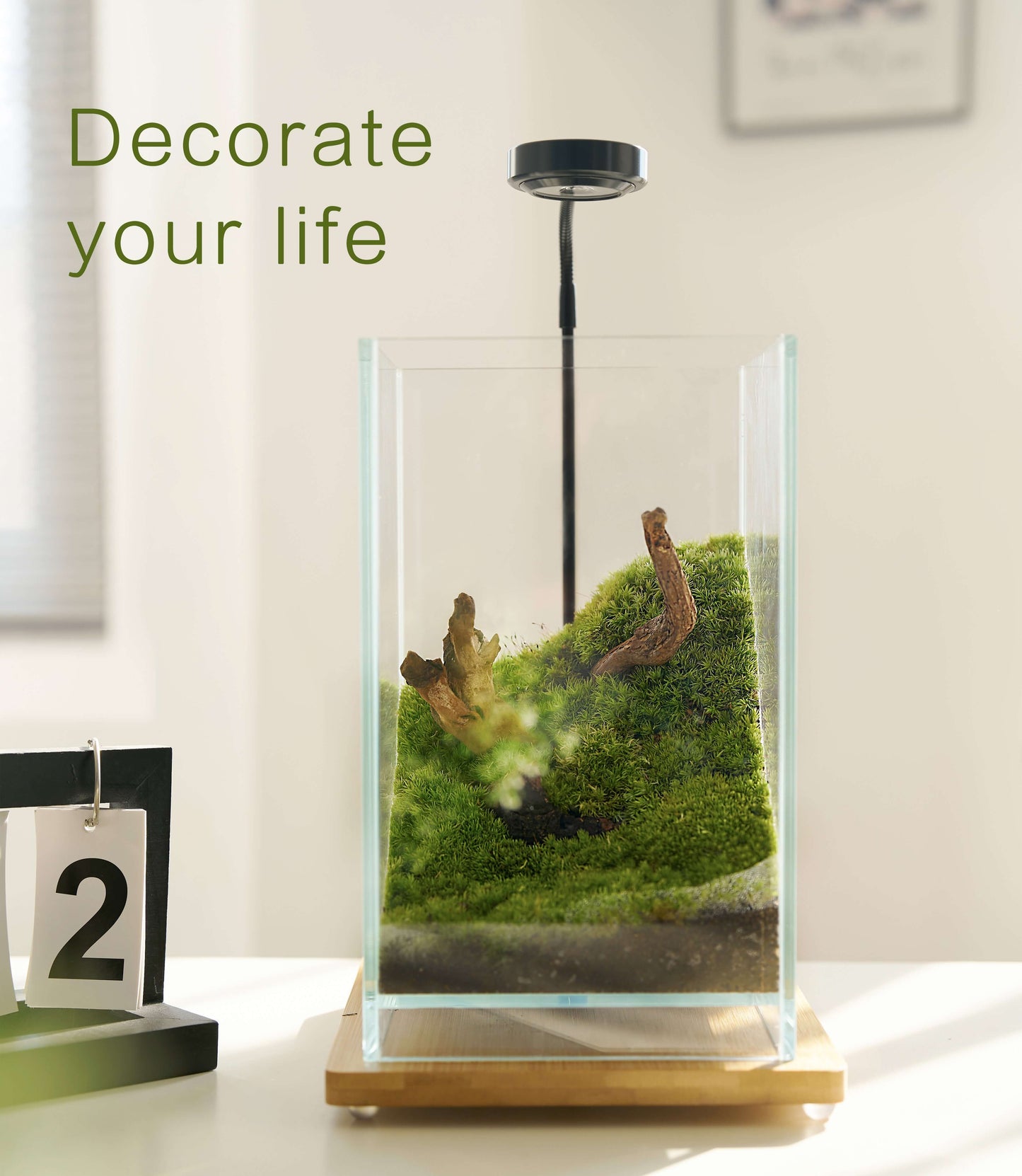IcaTerra Square Terrarium Kit β Modern Cube DIY Kit with Live Moss, Stones, and Tools for Creative Indoor Gardening