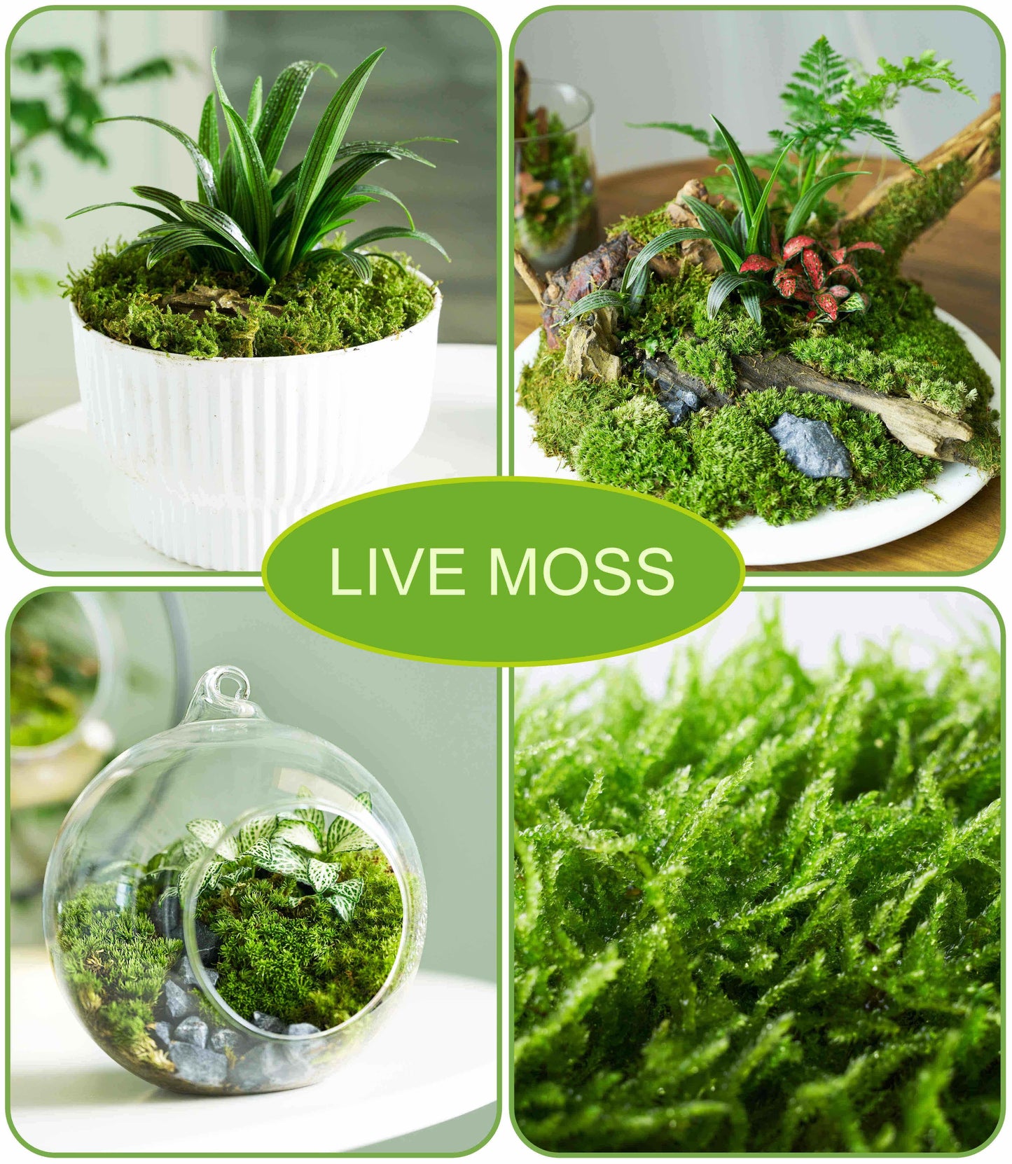 Live Moss – Hypnum Moss (3 Sheets, Each Approx. 3.5"x7") for Terrariums, Fairy Gardens, Bonsai & Natural Plant Decor – Naturally Grown, Reusable, Not Artificial