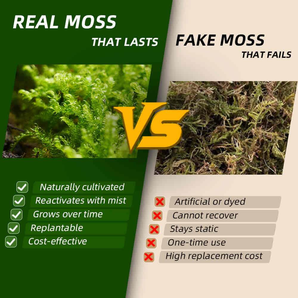 Live Moss – Hypnum Moss (3 Sheets, Each Approx. 3.5"x7") for Terrariums, Fairy Gardens, Bonsai & Natural Plant Decor – Naturally Grown, Reusable, Not Artificial