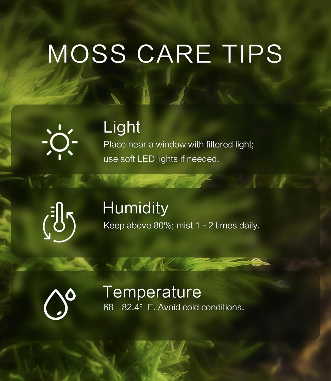 Leucobryum glaucum – Upright, Soft-Textured Moss Ideal for Terrariums, Bonsai Bases, and Moist Indoor Gardens