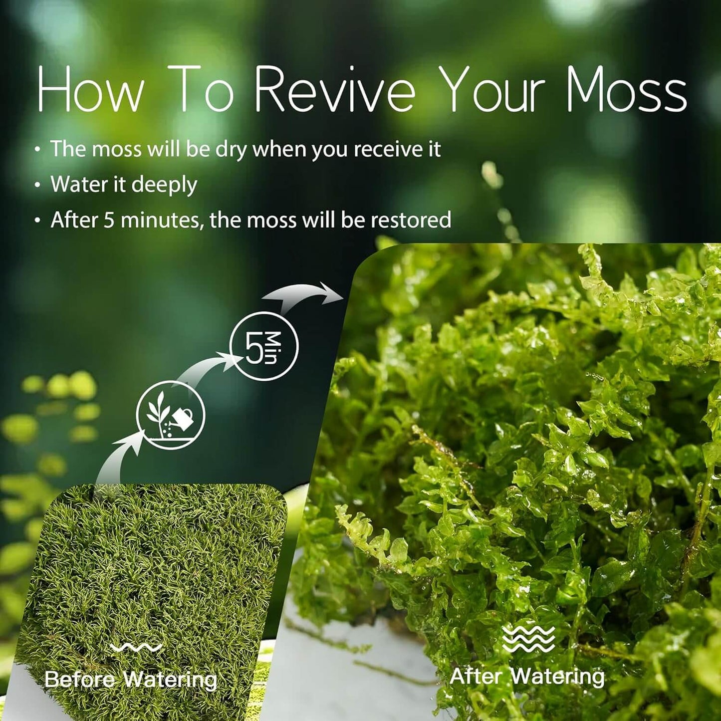 Live Moss Duo – Set of 2 Fresh Moss Varieties for Terrariums, Bonsai, and Eco-Friendly Home Displays