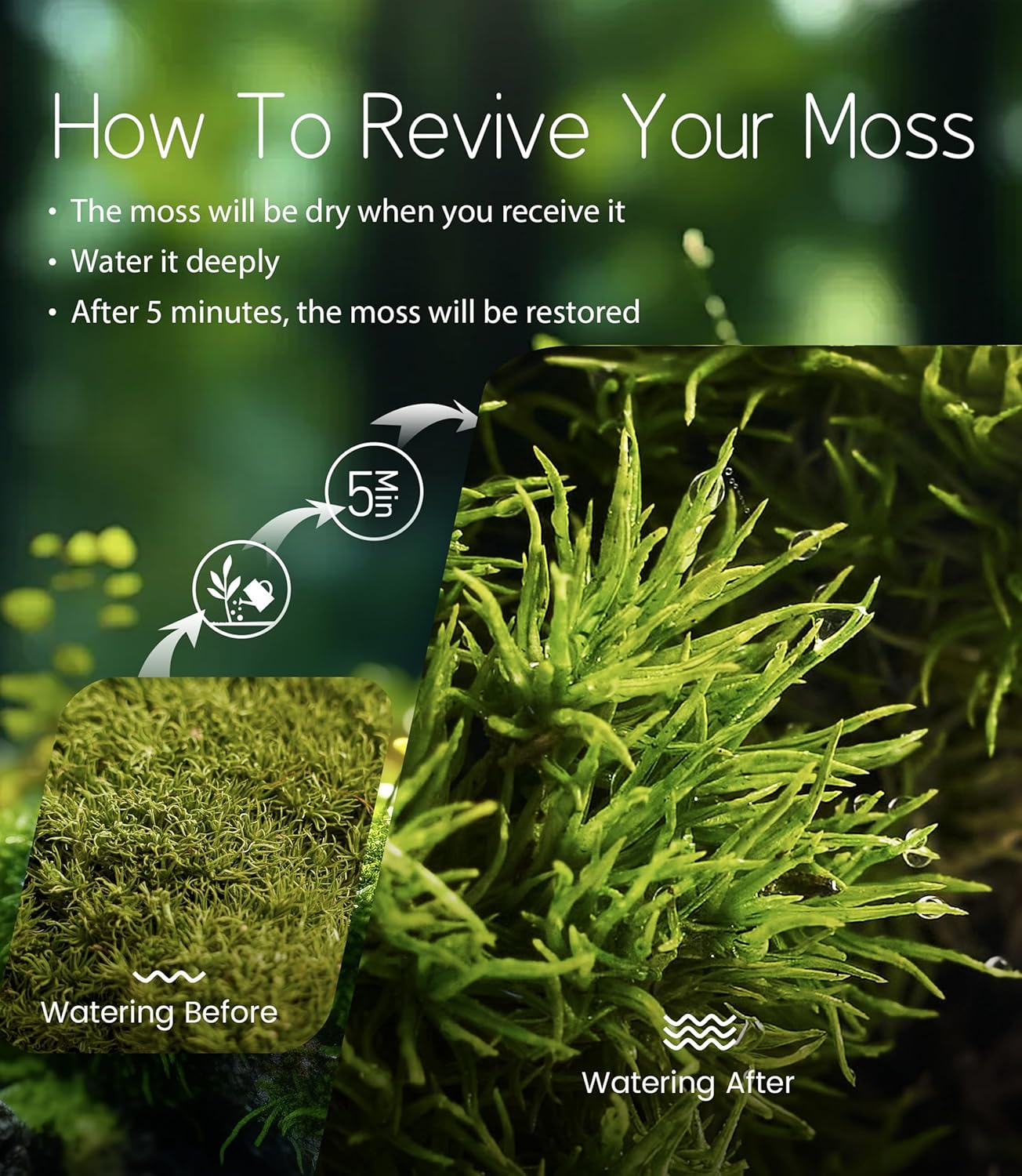 Leucobryum glaucum – Upright, Soft-Textured Moss Ideal for Terrariums, Bonsai Bases, and Moist Indoor Gardens