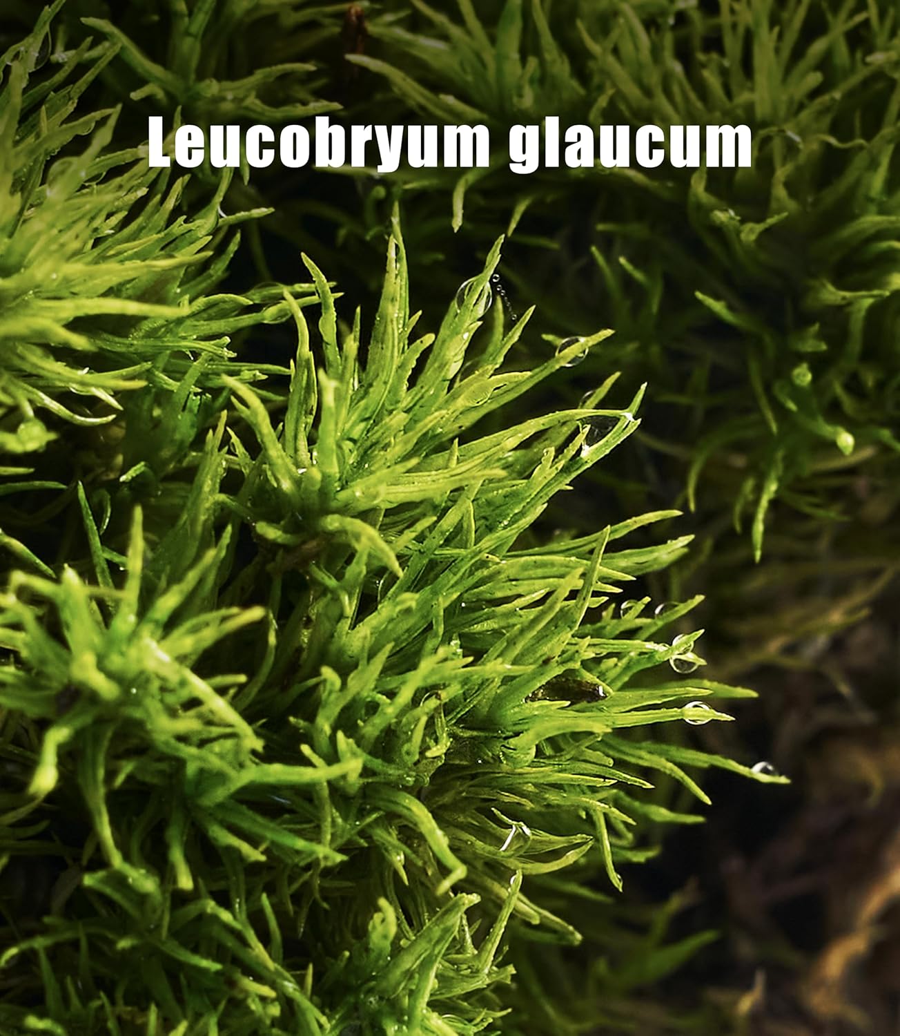 Leucobryum glaucum – Upright, Soft-Textured Moss Ideal for Terrariums, Bonsai Bases, and Moist Indoor Gardens