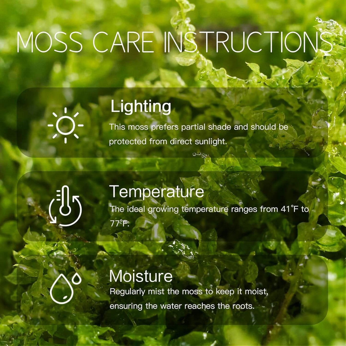 Live Moss Duo – Set of 2 Fresh Moss Varieties for Terrariums, Bonsai, and Eco-Friendly Home Displays
