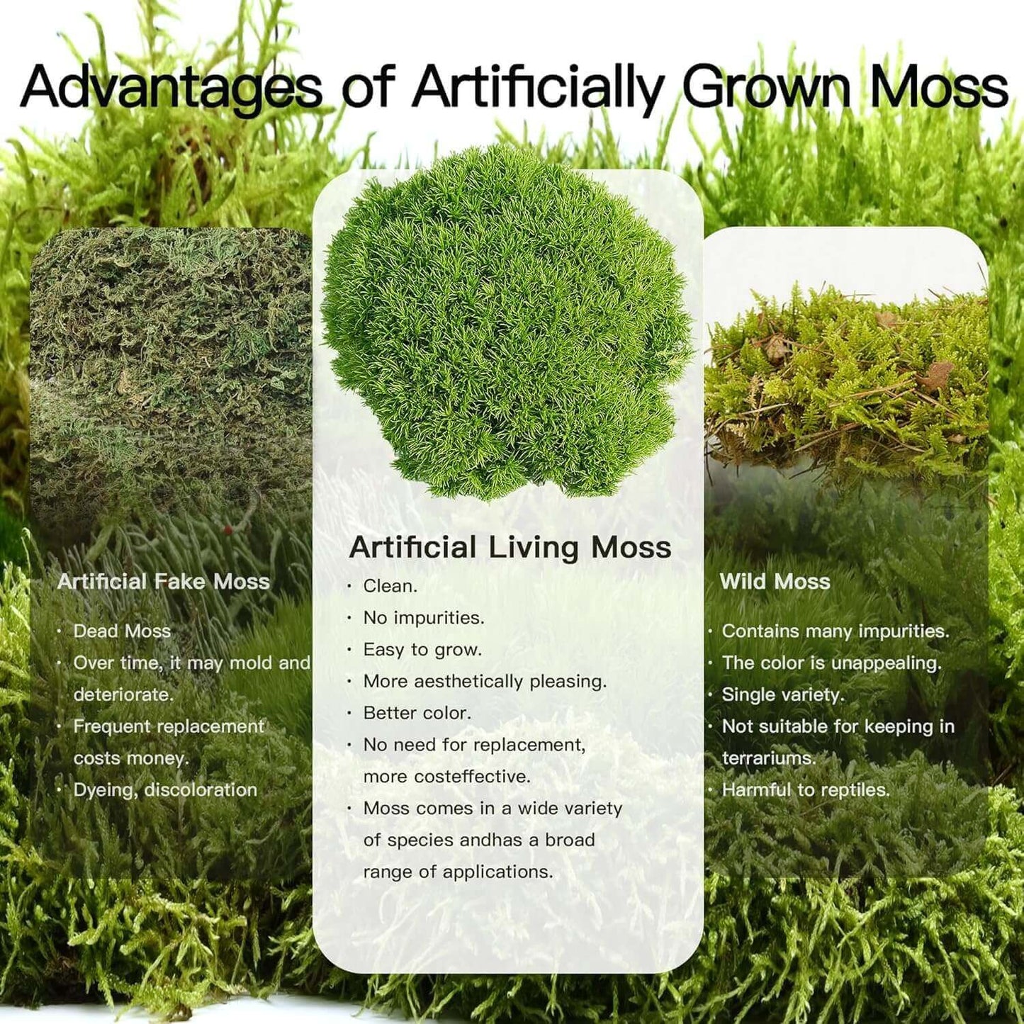 Live Moss Duo – Set of 2 Fresh Moss Varieties for Terrariums, Bonsai, and Eco-Friendly Home Displays