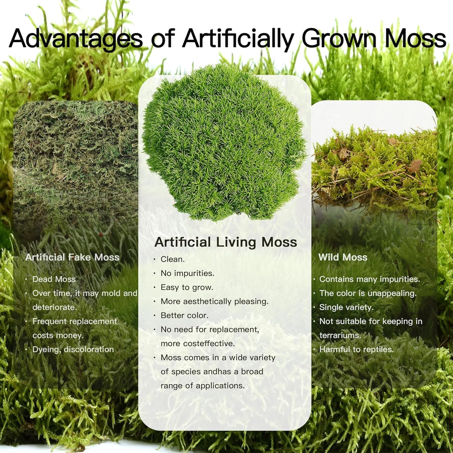 Leucobryum glaucum – Upright, Soft-Textured Moss Ideal for Terrariums, Bonsai Bases, and Moist Indoor Gardens