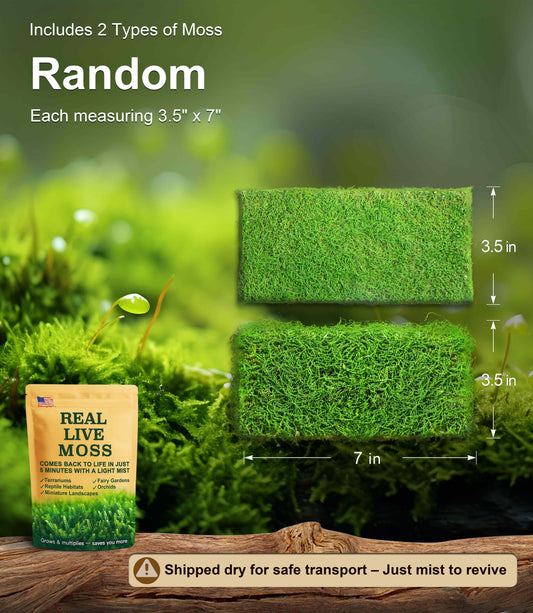 Live Moss Duo Pack – 2 Varieties Mixed Moss for Reptile Terrariums, Amphibian Habitats, Bonsai, Vivariums