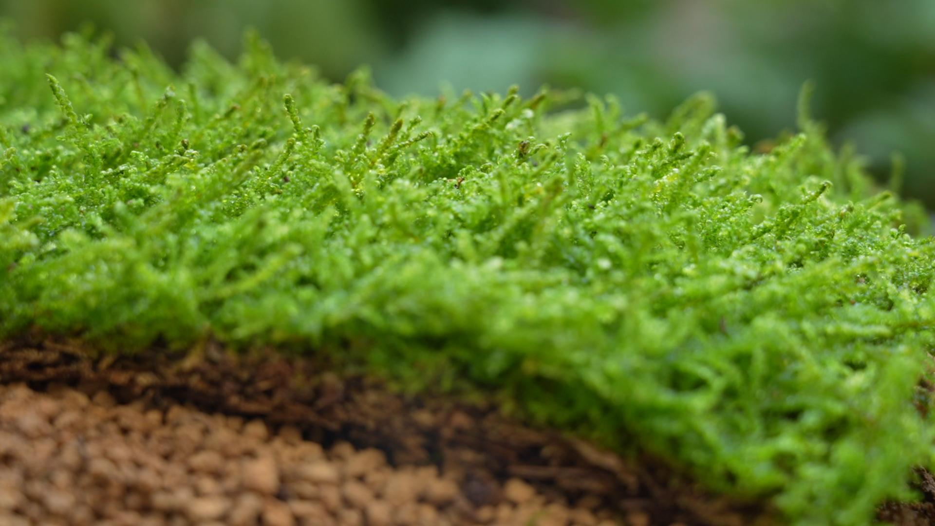 Live moss for terrariums, orchids, bonsai and reptile habitats – real, soft and dry-shipped