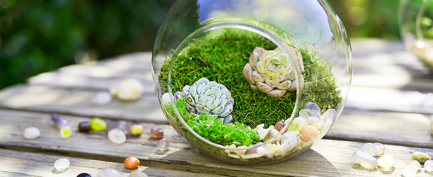 DIY terrarium kit with live moss – includes glass jar, tools, and soil for easy home gardening