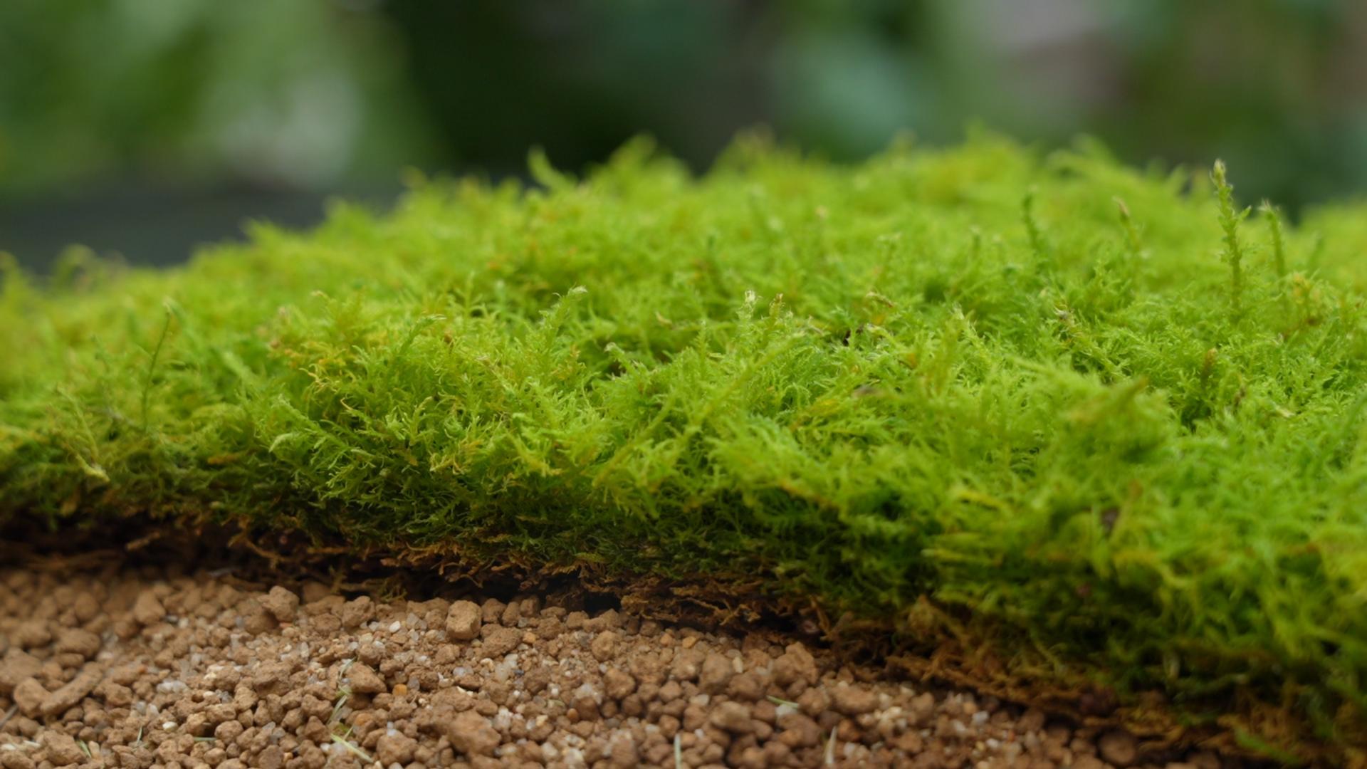 Close-up of fresh live moss growing on soil, vibrant green texture
