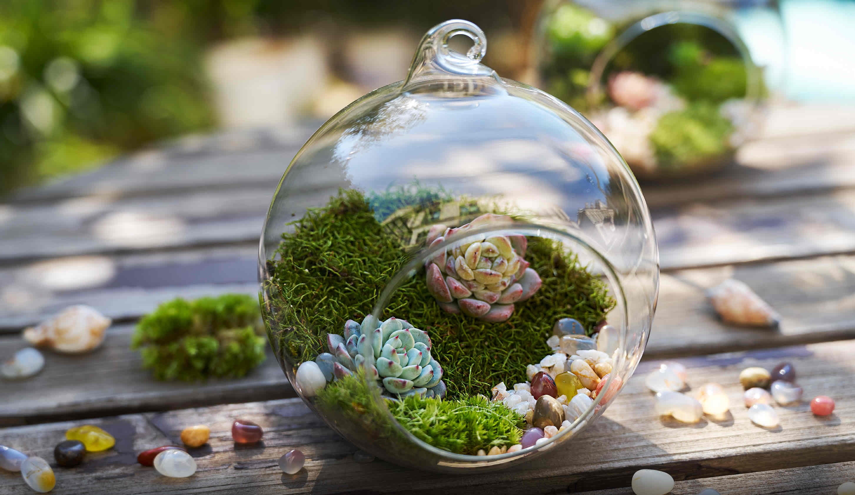 Glass terrarium with live moss, succulents, decorative stones, and natural light background
