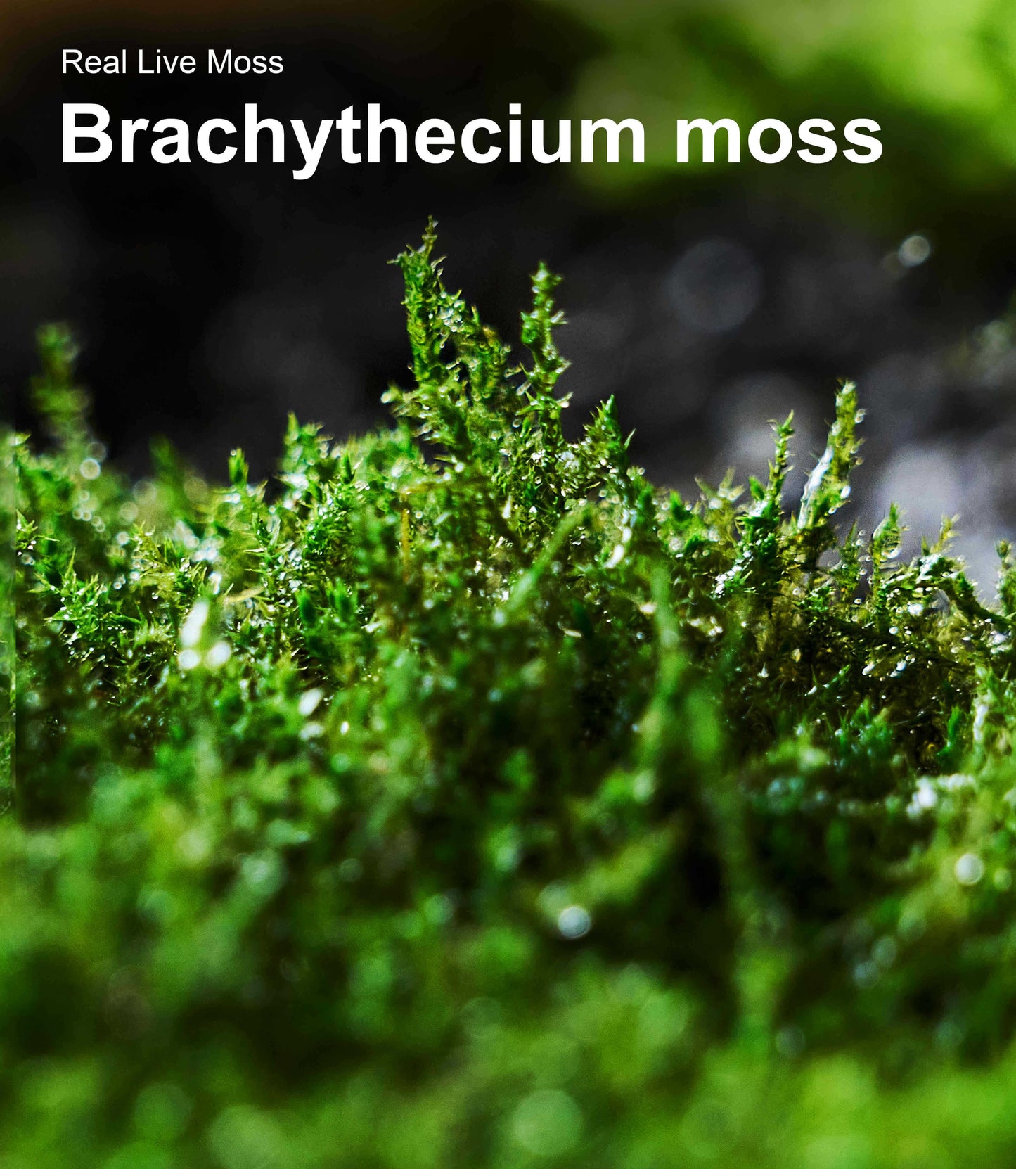 Close-up texture of Racomitrium live moss showing vibrant green star-shaped leaves and natural growth patterns – ideal for terrariums, reptile habitats, and bonsai.