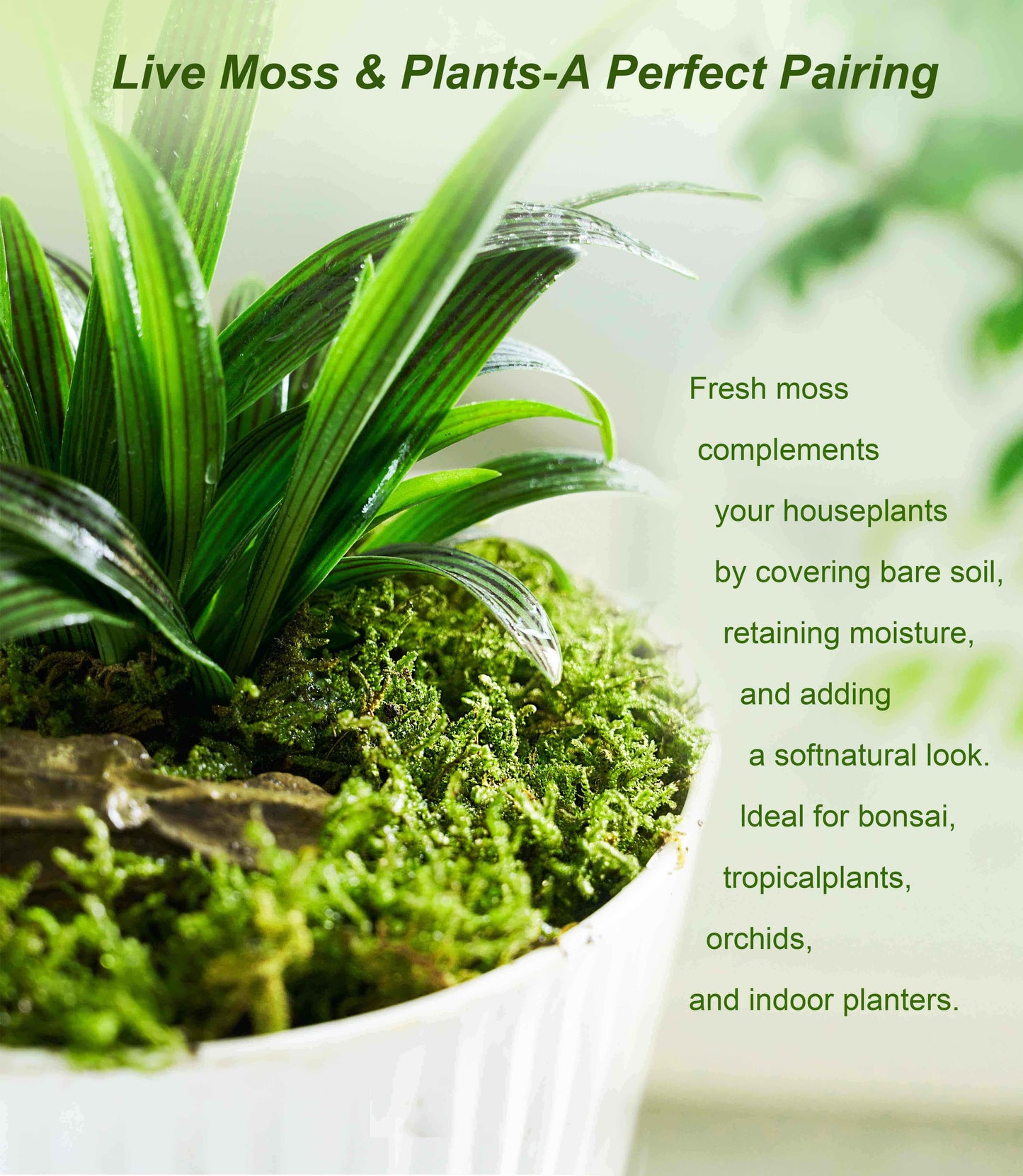 Live moss used as natural soil cover for potted plants – retains moisture, covers bare soil, and enhances indoor planters with tropicals and orchids