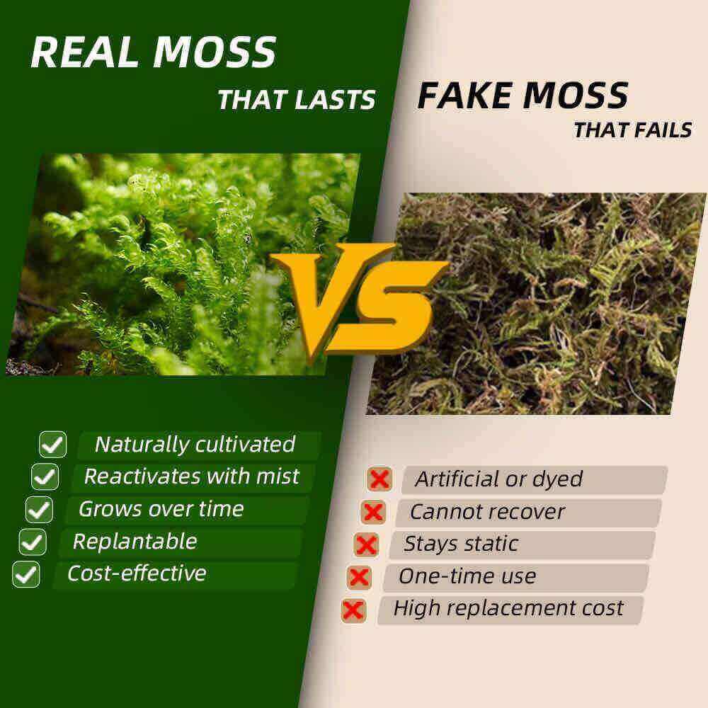 Comparison of real live moss and fake moss – real moss is naturally cultivated, reactivates with mist, grows over time, replantable, and cost-effective, while fake moss is artificial, cannot recover, stays static, and requires frequent replacement.