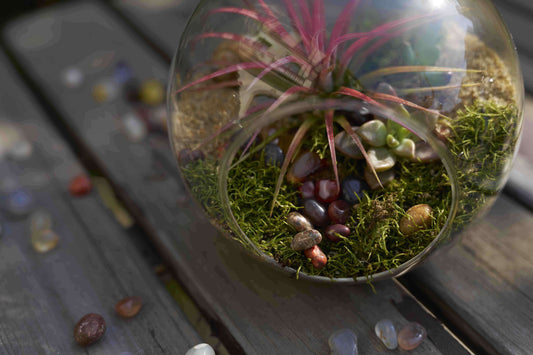 How to Care for a Living Moss Bio-Vessel in Winter