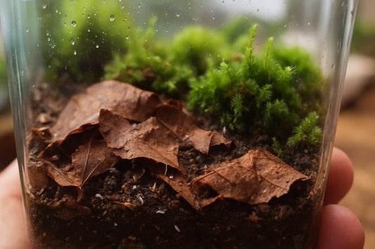The Secret Life of Springtails: Guardians of Your Terrarium