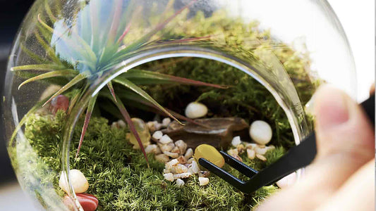 A Guide to the Best Live Moss for Small Terrariums (and Why)