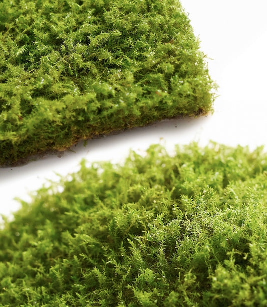 Eurohypnum: The Structured Carpet Moss for Micro Landscapes