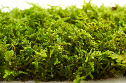 Hypnum plumaeforme: The Moss That Weaves Time Across the Ground