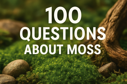 ❓ 100 Answers to Frequently Asked Questions｜Practical Guide to Moss Cultivation and Aquascaping