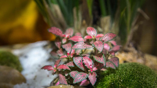 How to Grow Orchids Using Live Moss: A Step-by-Step Guide