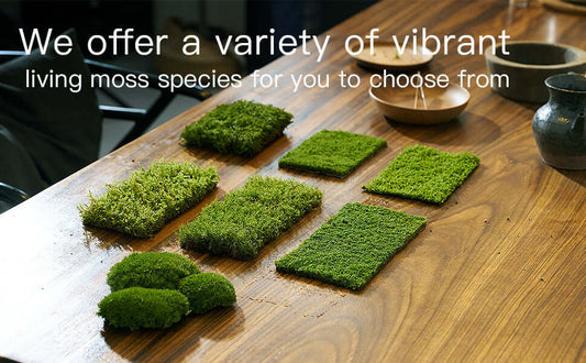 How to Keep Bonsai Moss Green During Fall & Winter