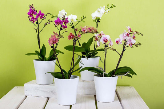White pots of Phalaenopsis orchids with blooms in pink, purple, and white, each pot lined with orchid moss for moisture retention