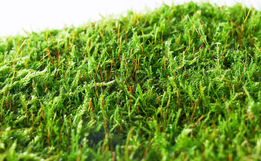 Haplocladium: The All-Purpose Moss for Micro Landscapes
