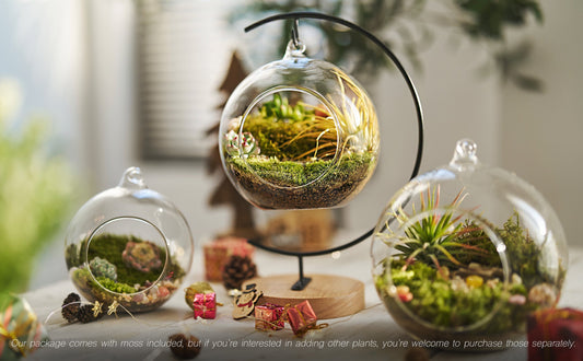How a Moss Terrarium Rested My Eyes and Calmed My Mind