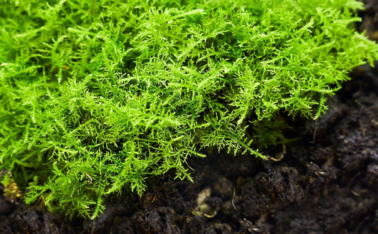 Thuidium Delicatulum: A Moss of Feathered Texture and Layered Ecology