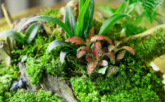 Best Water Type & Drainage for Orchid Moss | Care Guide