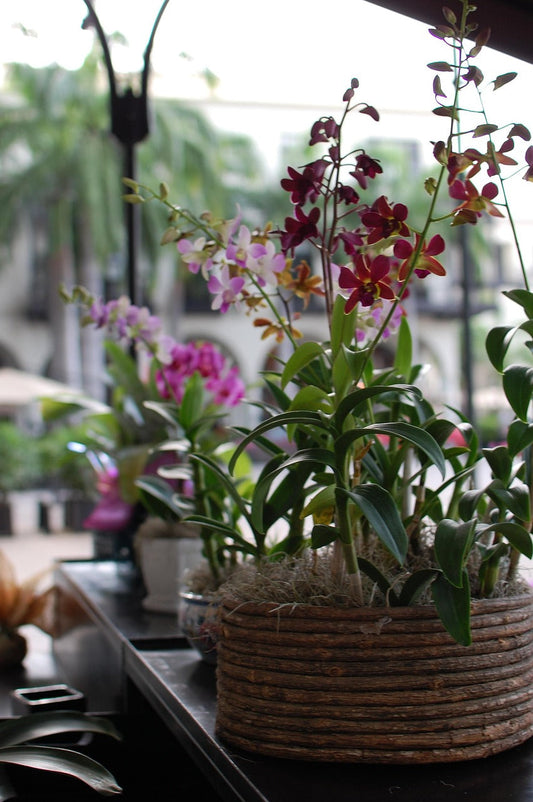 How to Grow Orchids with Moss – The Right Mulching Method Explained