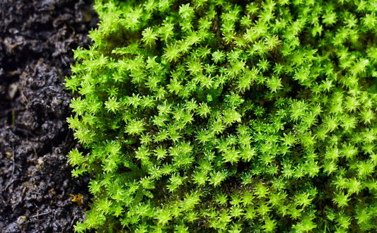 Racomitrium Canescens: The Hardy Moss of Dry Landscapes