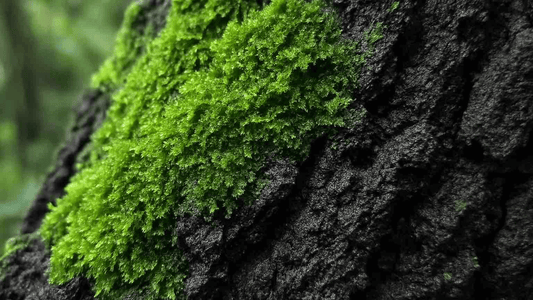 How to Keep Live Moss Healthy Indoors During Fall & Winter