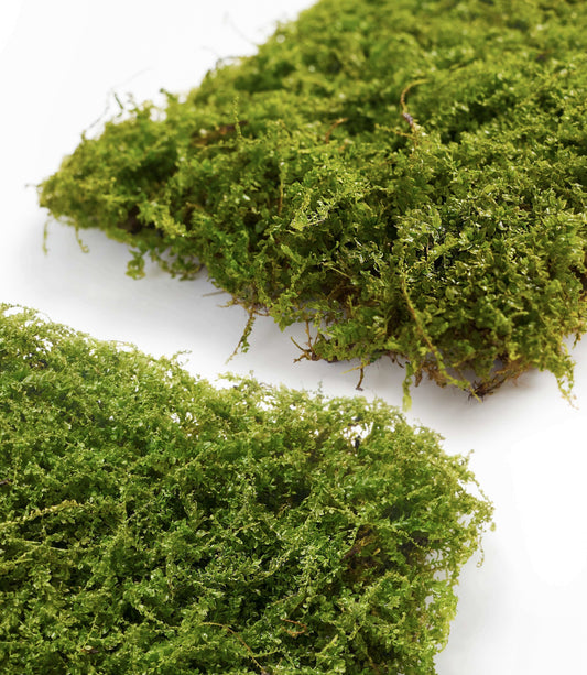 Plagiomnium moss Care Guide – Live Moss for Terrariums & Natural Decor