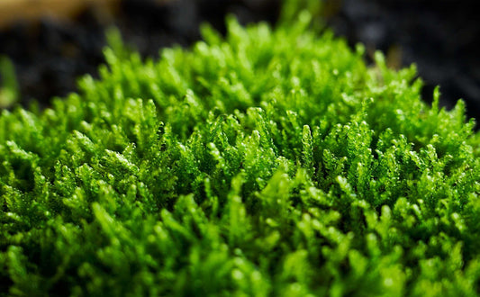 Hypnum plumaeforme Care Guide – Soft Feather Moss Tips