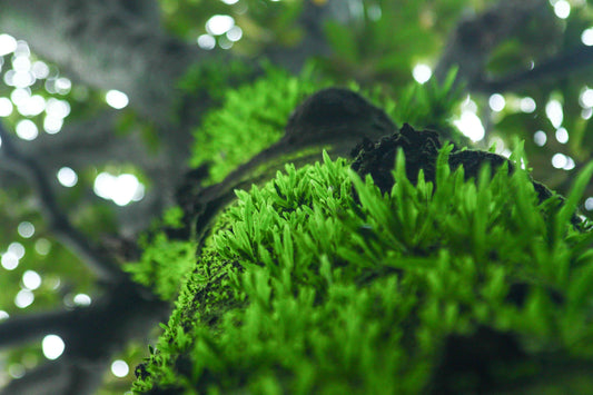 Preserved Moss vs. Live Moss – Which Should You Choose?