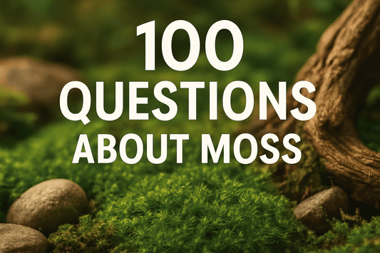 Live Moss Care Guide | Everything You Need to Know