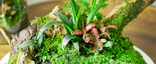 48-Hour Live Moss Revival Guide for Healthy Terrariums