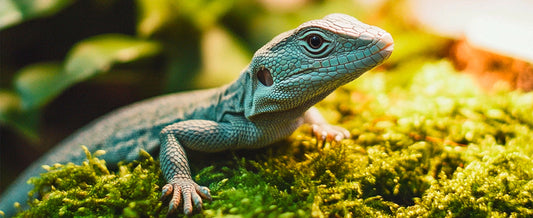 Why My Reptile Loves Moss: A Natural Solution for Humidity and Comfor